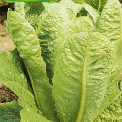 Lettuce seeds - 'Romaine Ballon' Lettuce
